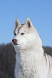 SIBERIAN HUSKY 489
